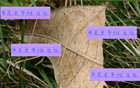 申花隊能否足協(xié)杯勝出？陳晉一、米內(nèi)羅及特謝拉助陣。